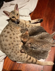 F1 - F2 savannah and Serval kittens