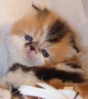 persian kitte for adoption 